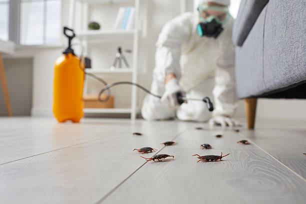 Commercial Rodent Management in North Fork